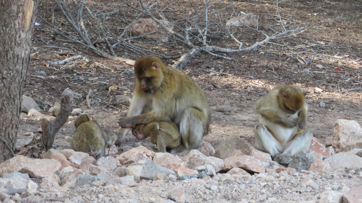 Familia de monos.